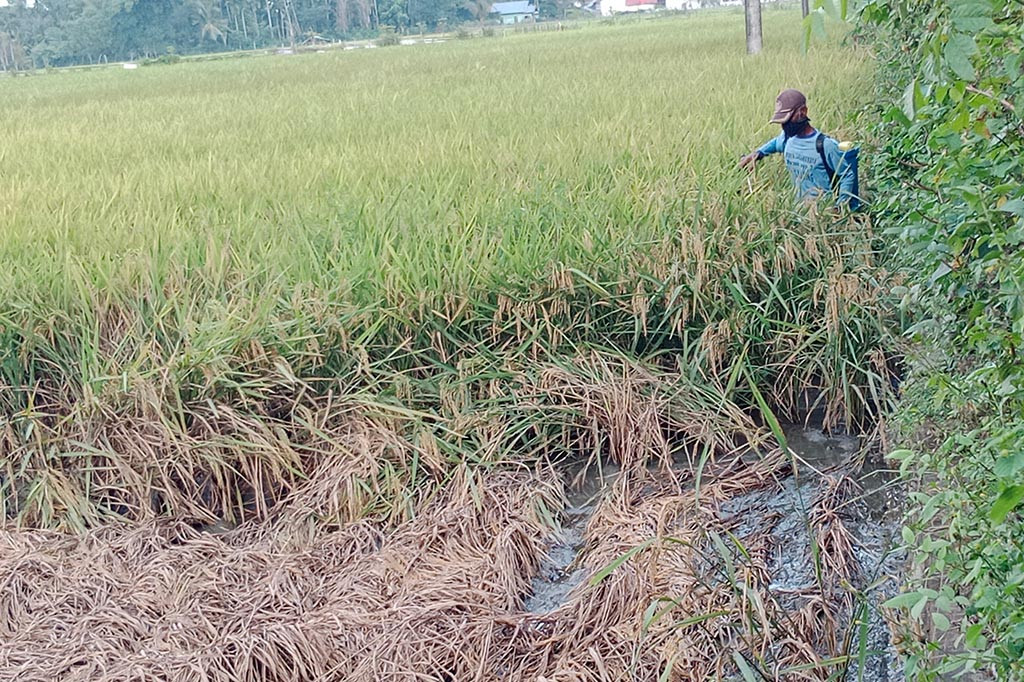 Benih galur itu selain lemah imun kekebalan, juga sangat rawan terserang dan mudah berkembang hama penyakit. Sehingga menjadi sumber penyebaran hama ke lahan sawah varietas benih lain (benih sudah uji laboratorium yang dianjurkan tanam pemerintah).