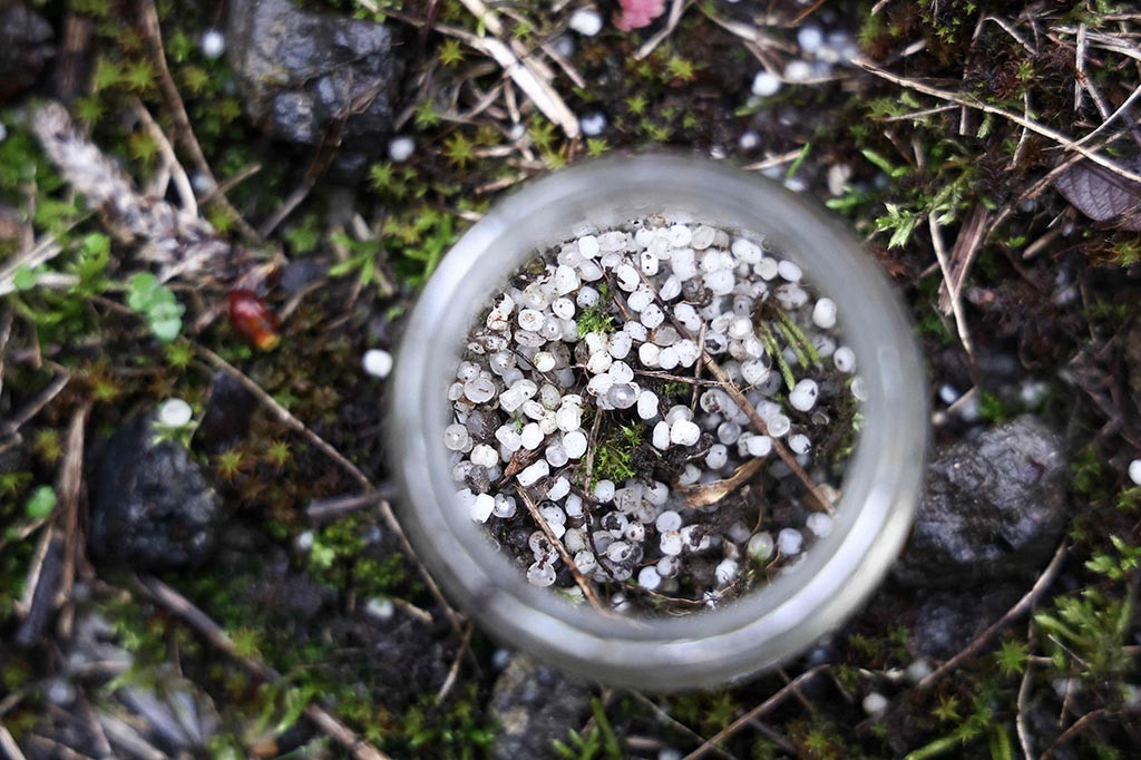 Tumpahan mikroplastik yang spektakuler di pantai Galicia Spanyol menyoroti masalah ini pada akhir tahun lalu, setelah sebuah kontainer berisi 'nurdles' jatuh dari kapal kargo dan isinya terdampar di darat.