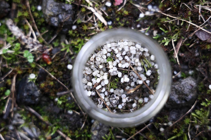 Tumpahan mikroplastik yang spektakuler di pantai Galicia Spanyol menyoroti masalah ini pada akhir tahun lalu, setelah sebuah kontainer berisi 'nurdles' jatuh dari kapal kargo dan isinya terdampar di darat.