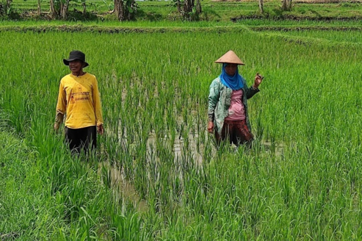 Petani di tiga kecamatan wilayah kabupaten Boyolali gagal menikmati mimpi indah menangguk harga gabah tinggi, seiring mengamuknya tikus yang mengganas di tanaman padi seluas ratusan hektare milik mereka.