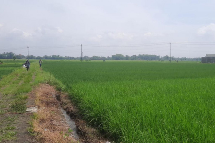 Seperti dialami petani di Dukuh Gombang, Desa Gombang, Kecamatan Sawit, Boyolali yang mengaku rugi puluhan juta rupiah karena tanaman padi umur lebih 60 hari milik mereka diserbu hama tikus selama beberapa pekan terakhir.