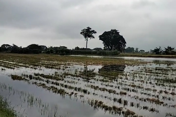 Tangis Achmadi, 65, petani di Desa Cangkring Rembang, Kecamatan Karanganyar, Kabupaten Demak tidak dapat ditahan lagi, ketika pulang dari pengungsian menyaksikan tanaman padi di sawahnya yang telah menguning dan gabah yang membusu, gagal panen sudah di depan mata dan kerugian capai puluhan juta
rupiah dipastikan harus diterima.