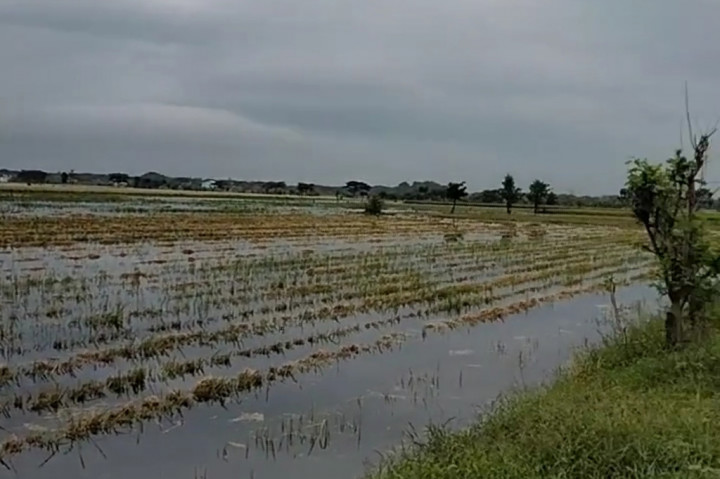Banjir hampir 15 hari lamanya merendam puluhan desa di Kecamatan Karanganyar, Demak tersebut telah cukup membuat kehancuran, warga sebagian besar mengandalkan hidup bertani tidak dapat berbuat banyak menghadapi bencana ini dan lebih menyakitkan kegagalan panen dipastikan akan memerosotkan ekonomi mereka.