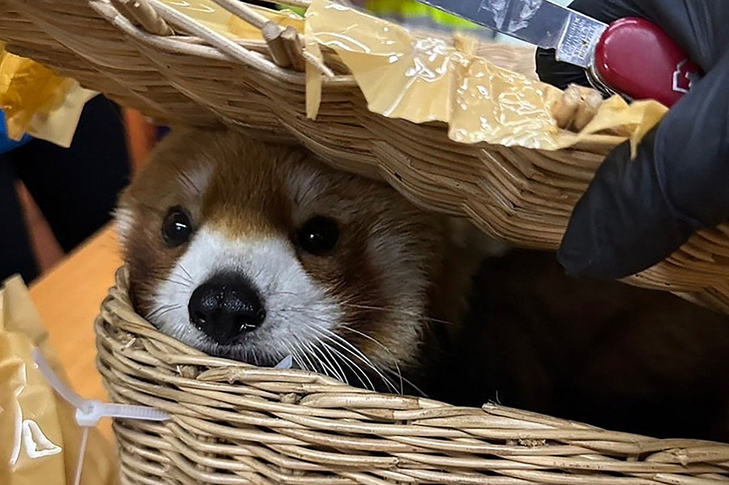 Pejabat bea cukai Thailand telah menangkap enam warga India karena berupaya menyelundupkan seekor panda merah dan 86 hewan lainnya ke luar kerajaan, termasuk ular, burung beo, dan biawak, kata para pejabat, Rabu, 6 Maret 2024.