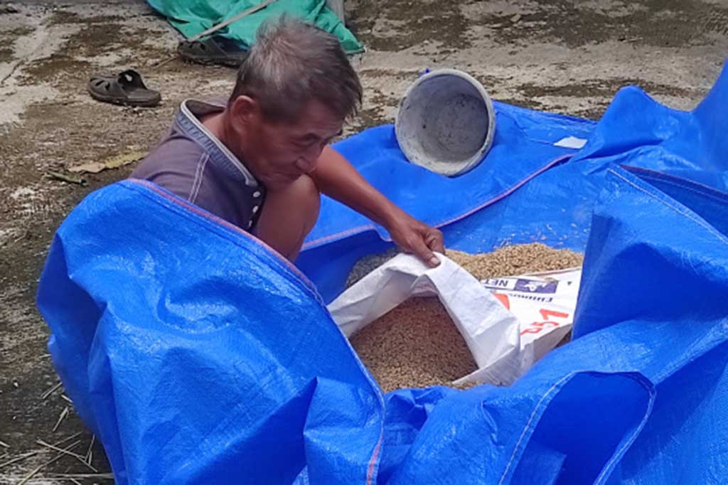 Sementara itu, panen gabah petani terus mengalami penurunan harga, belum sebanding dengan harga beras di pasar yang masih bertahan tinggi di atas Rp15 ribu untuk premium, dan Rp14 ribu untuk jenis medium.