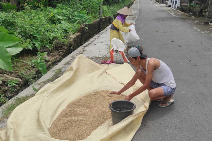 Bulog Surakarta masih belum akan menyerap panen gabah petani MT I di wilayah Solo Raya, karena harga masih di atas Rp6 ribu untuk gabah kering giling, dan pada saat sama beras importasi sebanyak 10 ribu ton masih menumpuk di sejumlah gudang milik Bulog.