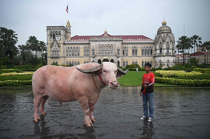 Kerbau bertubuh besar bernama Ko Muang Phet ini, terkenal di kalangan peternak Thailand sebagai hewan pejantan, namun menjadi populer minggu lalu karena harganya yang fantastis, dan berhasil dibawa ke Gedung Pemerintahan untuk bertemu Srettha.