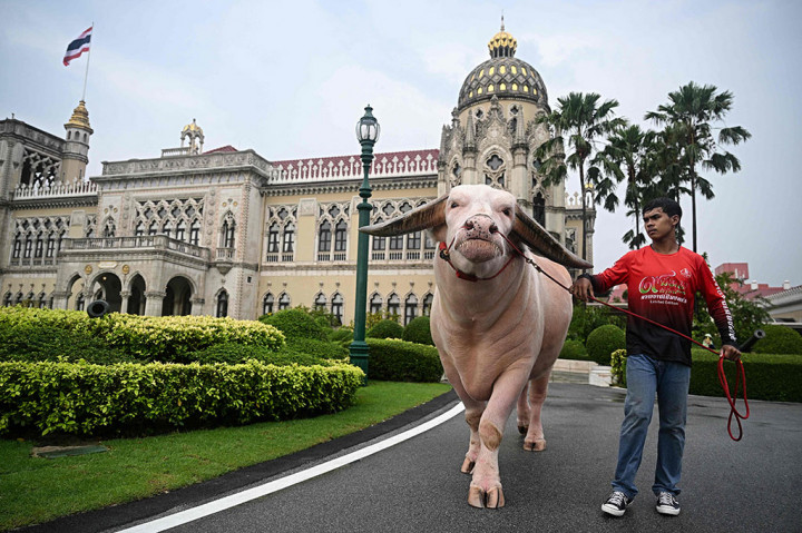 Ko Muang Phet telah menjadi bintang TV kecil, tampil dalam sebuah episode sinetron Sound From The Field Of Love yang sangat populer.