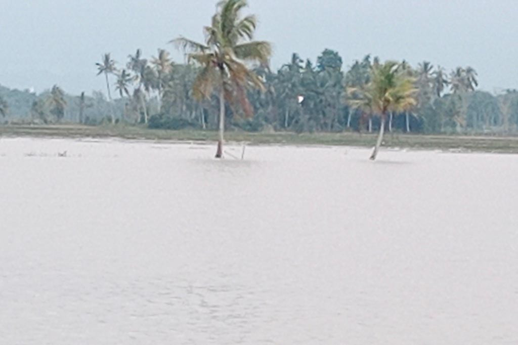 Lokasi terendam banjir dan bercampur lumpur itu adalah di Kecamatan Delima. Antara lain di Desa Masjid Reubee, Geudong, Daboh dan Desa Ceurih Keupula. Rancananya para petani yang bulan lalu baru memanen padi itu hendak menanam semangka, kacang hijau, bawang merah mentimun dan cabai merah.