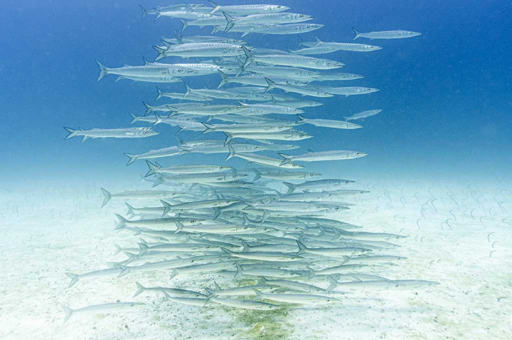 Solusinya, menurut Greenpeace, adalah mengamankan wilayah lautan yang lebih luas dengan menciptakan kawasan perlindungan laut pertama di laut lepas yang berbatasan dengan Cagar Alam Laut Galapagos.