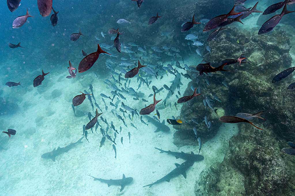 Kapal-kapal nelayan industri terombang-ambing yang dengan mengancam di tepi Cagar Alam Laut Galapagos, Ekuador, tempat kawanan ikan warna-warni dan hiu martil bermain-main di perairan Pasifik yang dilindungi.