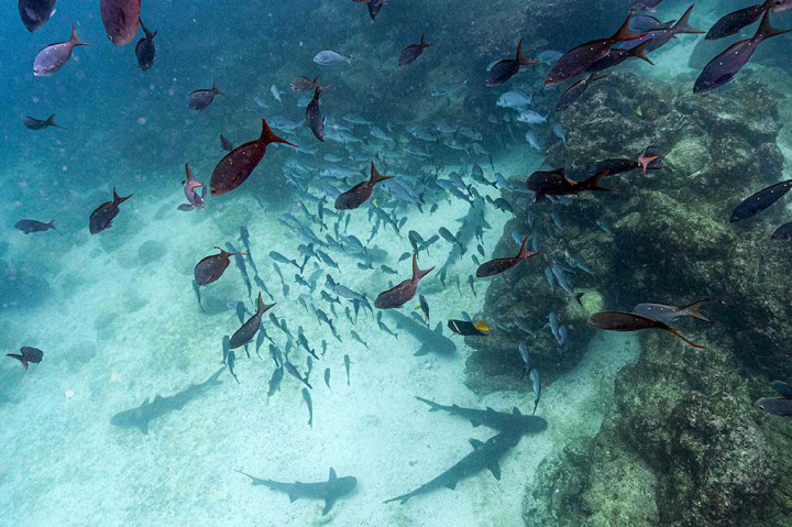 Kapal-kapal nelayan industri terombang-ambing yang dengan mengancam di tepi Cagar Alam Laut Galapagos, Ekuador, tempat kawanan ikan warna-warni dan hiu martil bermain-main di perairan Pasifik yang dilindungi.