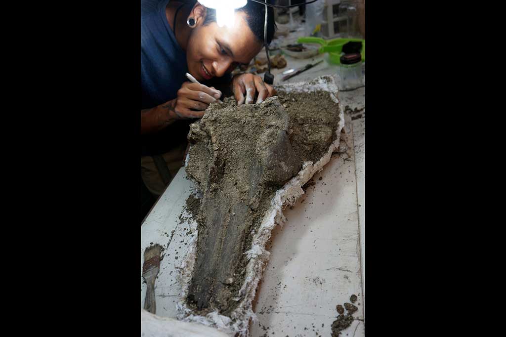 Para peneliti dari Universitas Zurich berhasil menemukan sebuah fosil tengkorak dari spesies lumba-lumba raksasa berusia 16 juta tahun di Sungai Amazon di Peru.