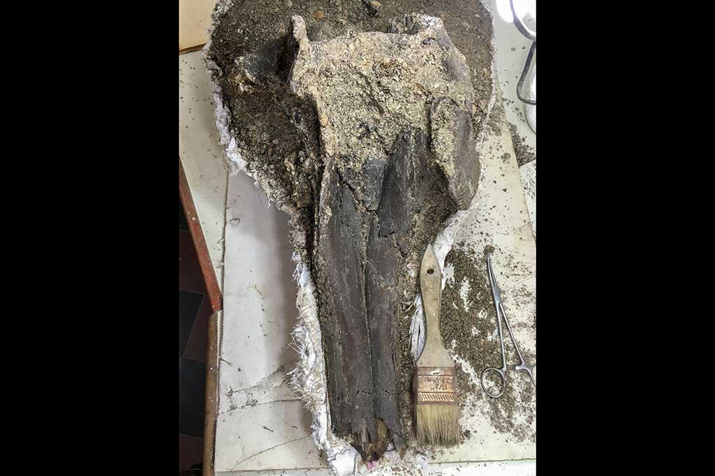 Menurut laporan yang dirilis The Guardian, dipastikan bahwa kerabat terdekat dari spesies lumba-lumba yang punah tersebut hidup 10.000 kilo meter (6.213 mil) dari Asia Tenggara.