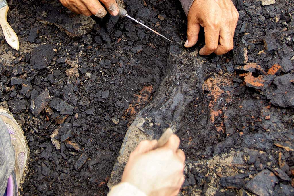 Lumba-lumba air tawar prasejarah tersebut digali di tepi Sungai Napo di hutan Amazon, Peru oleh ekspedisi ilmiah yang dibina oleh National Geographic Society.