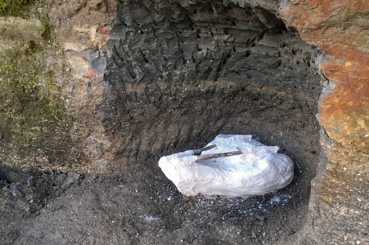 Mengingat spesies lumba-lumba bernama Pebanista yacuruna yang ditemukannya pada 2018, Benites-Palomino mengaku pekerjaannya terganggu akibat epidemi COVID-19.