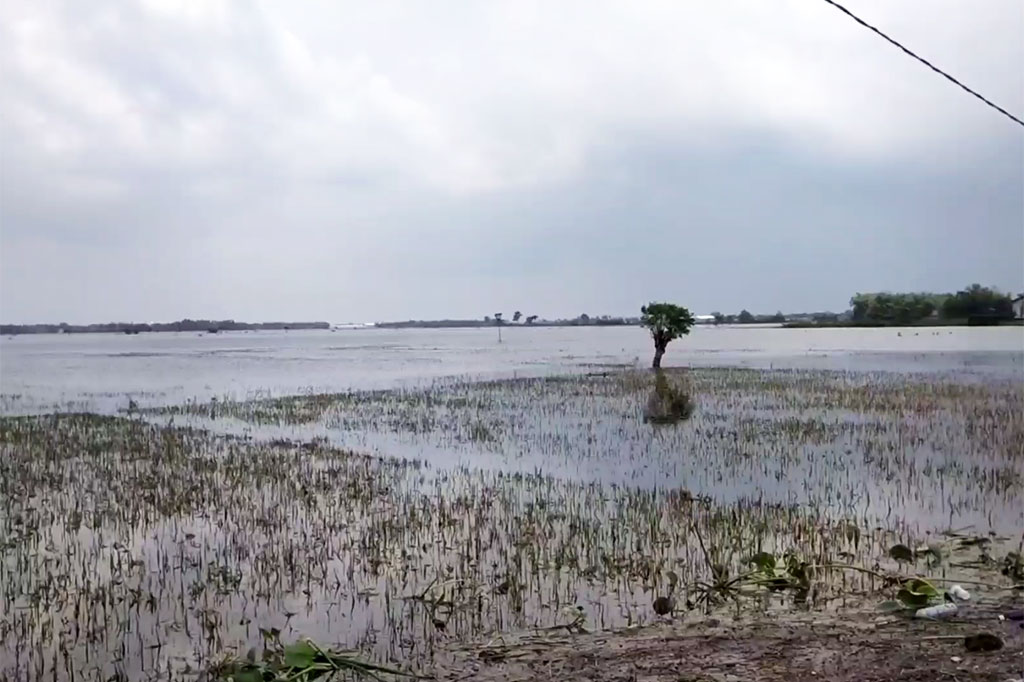 Desa Banjarsari, Kecamatan Gabus, menjadi salah satu lokasi yang terdampak banjir cukup parah di Kabupaten Pati, Jawa Tengah. Banjir tidak hanya merendam pemukimam warga, namun juga areal persawahan. Tercatat, setidaknya 55 hektare lahan persawahan warga yang terendam banjir dan puso.