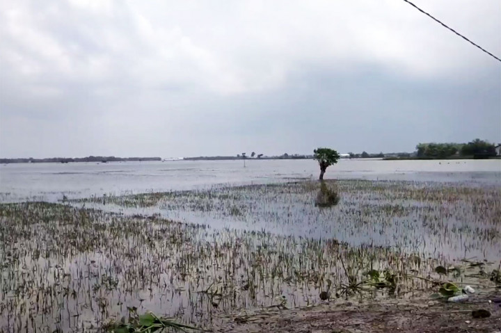 Desa Banjarsari, Kecamatan Gabus, menjadi salah satu lokasi yang terdampak banjir cukup parah di Kabupaten Pati, Jawa Tengah. Banjir tidak hanya merendam pemukimam warga, namun juga areal persawahan. Tercatat, setidaknya 55 hektare lahan persawahan warga yang terendam banjir dan puso.