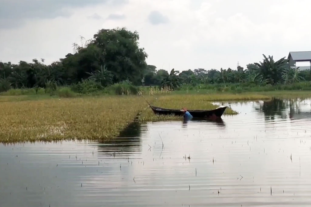 Kondisi ini membuat sebagian petani terpaksa harus melakukan panen dini. Hal ini untuk mengantisipasi adanya kerugian yang lebih banyak, akibat padi rusak. Sementara sebagian besar petani mengalami gagal panen.