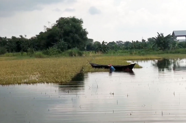 Kondisi ini membuat sebagian petani terpaksa harus melakukan panen dini. Hal ini untuk mengantisipasi adanya kerugian yang lebih banyak, akibat padi rusak. Sementara sebagian besar petani mengalami gagal panen.