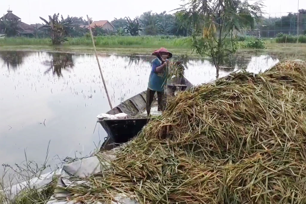 Sudiman, Kepala Desa Banjarsari mengatakan, akibat banjir ini, kerugian yang dialami petani mencapai Rp1.150.000.000.
