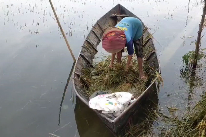 Untuk padi yang masih bisa diselamatkan, katanya, untuk proses memanen dilakukan secara manual dan menggunakan perahu. Namun, untuk kualitasnya berkurang karena terhitung masih berusia muda.