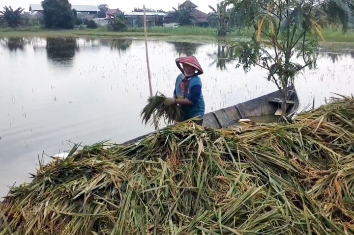 Sementara untuk rumah penduduk di desanya yang terdampak banjir sebanyak 196 buah. Sedangkan untuk jumlah keluarga terhitung sebanyak 246. Kemudian, untuk jumlah jiwa sebanyak 295. Ia menyebut, lokasi yang terdampak banjir sebanyak 2 RT untuk di Dukuh Bitheng, sedangkan di Banjarsari sebanyak 8 RT.