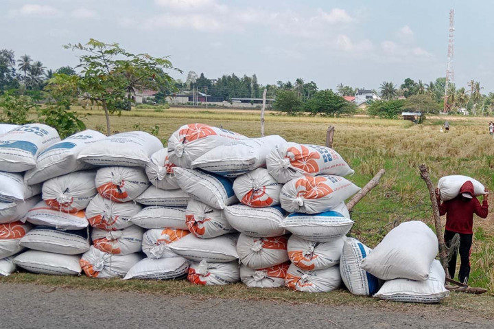 Di Desa Meuleuweuk, Kecamatan Peukan Baro misalnya satu petak sawah (ukuran sekitar 1.000 meter) sekarang hanya memperoleh hasil panen sekitar 8 karung (35 kg/karung). Perolehan itu lebih rendah dari biasanya sekitar 10 karung.