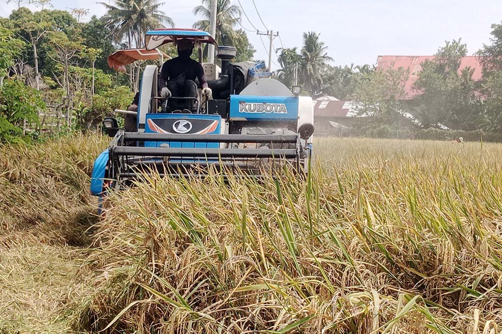 Hal itu diduga karena parahnya serangan hama wereng cokelat (meyerang batang bawah) dan digerogoti penyakit kresek saat tanaman sedang pertumbuhan. Lalu berpengaruh terhadap pertumbuhan tanaman untuk berbunga dan bergulir.