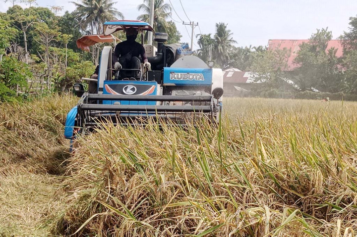 Hal itu diduga karena parahnya serangan hama wereng cokelat (meyerang batang bawah) dan digerogoti penyakit kresek saat tanaman sedang pertumbuhan. Lalu berpengaruh terhadap pertumbuhan tanaman untuk berbunga dan bergulir.