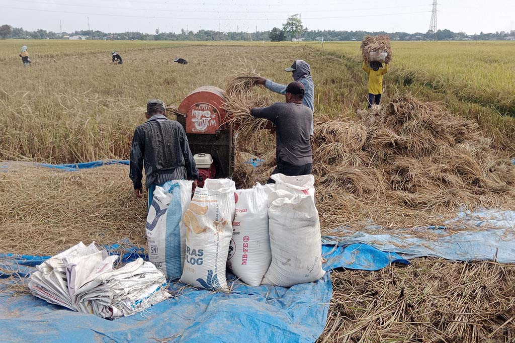 Amatan Media Indonesia, lokasi yang sudah musim panen padi di Pidie antara lain adalah di Kecamatan Delima, Kecamatan Pidie, Indrajaya, Peukan Baro, Sakti, Mutiara, Mila, Grong-grong dan Kecamatan Simpang Tiga. Berikutnya Kecamatan Mutiara Timur, Geulumpang Tiga, Geulumpang Baro dan Kecamatan Kembang Tanjung.