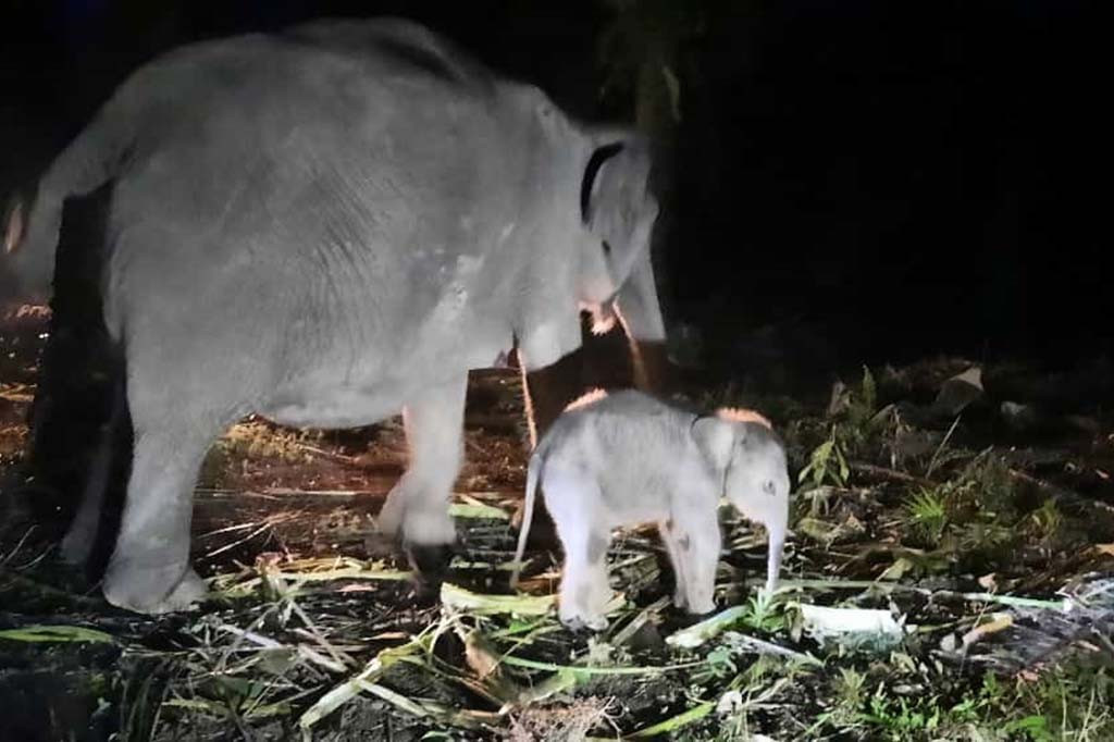 Ia menjelaskan, berdasarkan hasil pengecekan kesehatan dan pengukuran morfometri anak gajah yang dilakukan tim Balai Besar KSDA Riau diketahui anak gakah memiliki tinggi badan 75 cm. Kemudian lingkar dada 97 cm, panjang badan 97 cm, berat badan 75,5 kg, berjenis kelamin betina.