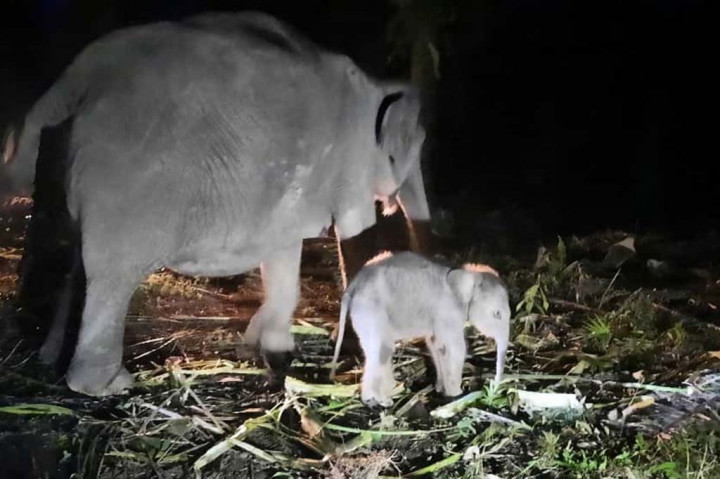 Ia menjelaskan, berdasarkan hasil pengecekan kesehatan dan pengukuran morfometri anak gajah yang dilakukan tim Balai Besar KSDA Riau diketahui anak gakah memiliki tinggi badan 75 cm. Kemudian lingkar dada 97 cm, panjang badan 97 cm, berat badan 75,5 kg, berjenis kelamin betina.