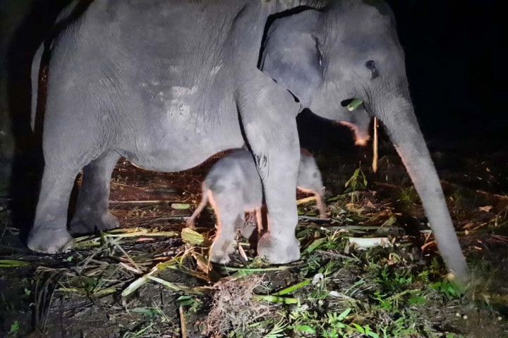 Ia mengungkapkan, tim dokter hewan dan perawat medis satwa dari Balai Besar KSDA Riau terus memantau intensif kondisi kesehatan induk dan anak gajah tersebut.
