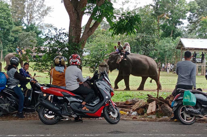 Untuk mengalihkan kejenuhan dan menghilangkan rasa penat dalam perjalanan mudik dan arus balik di jalur Nasional Sigli, Kabupaten Pidie-Banda Aceh, ribuan pemudik memilih singgah di lokasi wisata Sekolah Gajah Saree, Kabupaten Aceh Besar, Provinsi Aceh.
