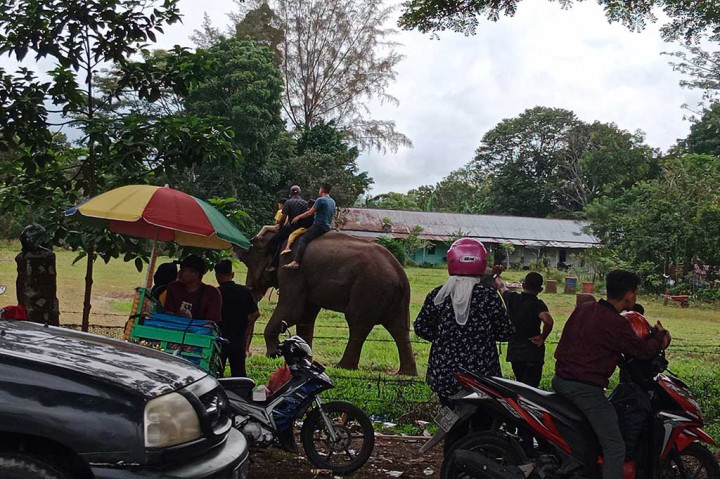 Amatan Media Indonesia sejak awal Lebaran 1445 hingga Selasa, 16 April 2024, ribuan pemudik sepeda motor dan pengendara minibus pribadi berhenti sejenak sekitar 30 menit hingga 1 jam untuk menikmati atraksi gajah jinak. Mereka asyik mengamati hewan bertubuh besar itu naik tangga beton dan menendang bola kaki.