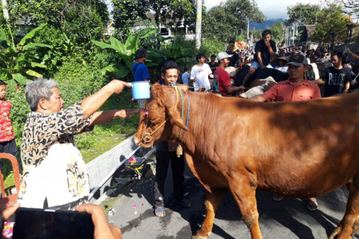 Ratusan ekor sapi dan juga kambing milik warga di lereng Merapi sisi timur itu diarak keliling padukuhan. Belasan hewan ternak ini, diarak keliling dalam kondisi bersih dan badannya bau wangi karena semprotan parfum. Di bagian leher dipasang kalung ketupat.