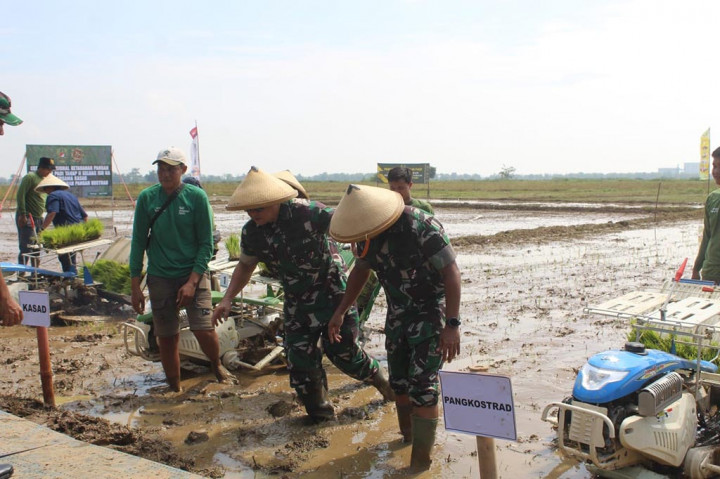 KSAD Jenderal TNI Jenderal TNI Maruli Simanjuntak menegaskan untuk tahap pertama areal yang dilakukan panen raya seluas 30 hektare, akan ditindak lanjuti dengan penanaman kembali di areal sawah seluas 150 hektare.