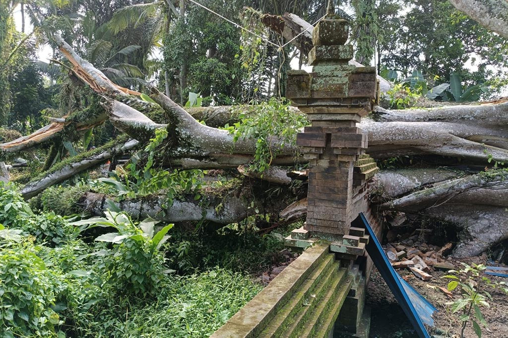 Diduga setelah hujan mengguyur dalam beberapa hari terakhir, sebuah pohon beringin ukuran besar di Desa Sangeh, Kabupaten Badung, Bali tumbang, Selasa, 23 April 2024. Beruntung tidak ada korban jiwa dalam perstiwa tersebut, namun kerugian material ditaksir Rp50 juta.