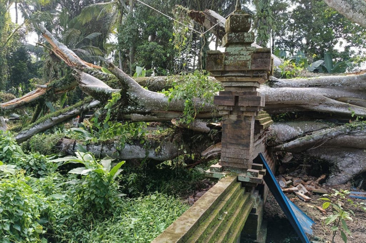 Diduga setelah hujan mengguyur dalam beberapa hari terakhir, sebuah pohon beringin ukuran besar di Desa Sangeh, Kabupaten Badung, Bali tumbang, Selasa, 23 April 2024. Beruntung tidak ada korban jiwa dalam perstiwa tersebut, namun kerugian material ditaksir Rp50 juta.
