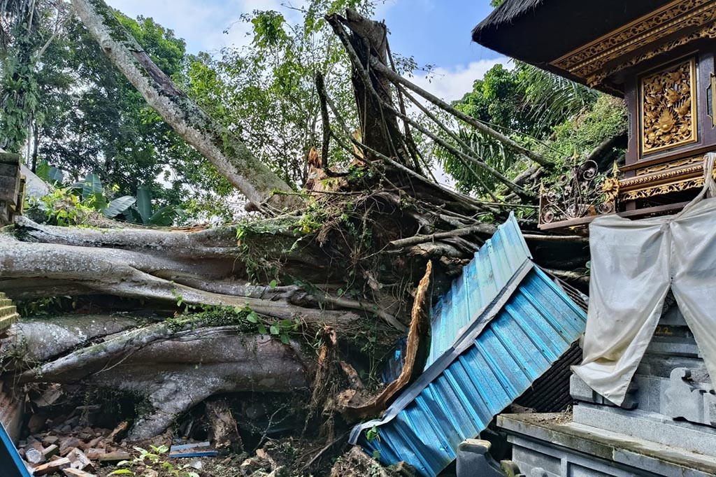 Menurut Kepala Bidang Kedaruratan dan Logistik BPBD Kabupaten Badung, I Ketut Murdika, kerugian material tersebut berupa rusaknya tembok pembatas/keliling Pura Dalem Lingsir Jemeng, Desa Sangeh dan juga
menimpa bagian bangunan pura /pelinggih di pura tersebut.