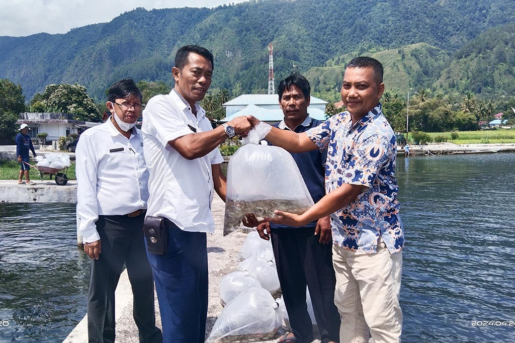 Dinas Kelautan dan Perikanan (DKP) Provinsi Sumatra Utara (Provsu) melalui UPTD Budidaya Ikan Air Payau dan Laut, bersama dengan Dinas Ketapang dan Pertanian Kabupaten Samosir melakukan penaburan benih sebanyak 30.000 ekor benih Ikan Nila di perairan Danau Toba, tepatnya seputaran Pelabuhan Ambarita, Rabu, 24 April 2024.
