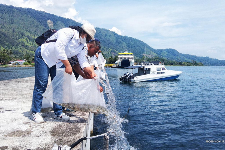 Kepala Seksi Produksi UPTD Budidaya Ikan Air Payau dan Laut, Dinas Kelautan dan Perikanan Provsu Dodianto mengutarakan penaburan benih merupakan agenda rutin setiap bulan yang dilakukan oleh Dinas Kelautan dan Perikanan Provsu dalam menjaga populasi dan ketersediaan ikan di Danau Toba, yang benihnya berasal dari Pusat Pembibitan Ikan Ambarita.