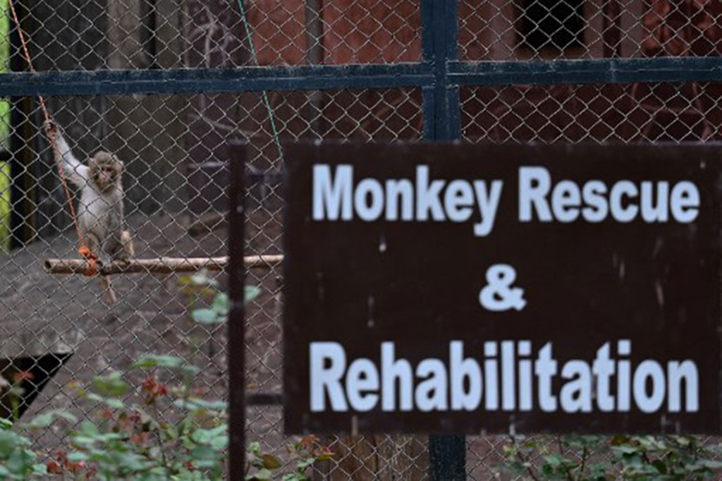 Sebelum terpaksa ditutup karena perlakuannya yang tidak manusiawi terhadap hewan, Kebun Binatang Islamabad adalah rumah bagi gajah-gajah yang terlantar dan singa-singa kelaparan yang mondar-mandir di balik jeruji kandang mereka.