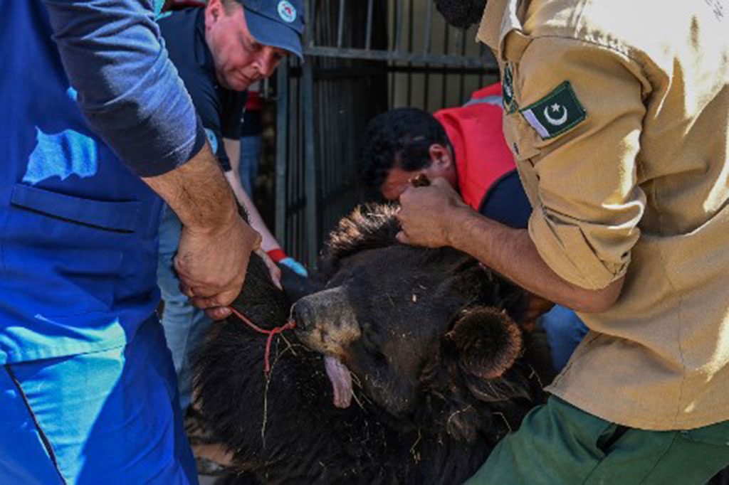 “Seluruh energi di tempat ini telah berubah sejak kebun binatang dikosongkan… Kepedulian terlihat, lihat sekeliling,” Rina Saeed, kepala Badan Pengelolaan Margasatwa Islamabad (IWMB), mengatakan kepada AFP.