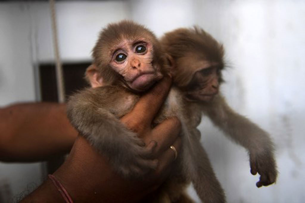 Kebun binatang ini menjadi terkenal secara internasional pada 2016, ketika penyanyi Cher meluncurkan kampanye untuk melepaskan gajah Asia Kaavan yang dibelenggu, yang merupakan gajah terakhir di negara tersebut dan dijuluki sebagai gajah paling kesepian di dunia.
