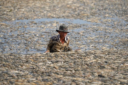 Namun, upaya tersebut tidak berhasil, dan tak lama kemudian banyak ikan yang mati, dan laporan media lokal menyebutkan sebanyak dua ratus ton ikan tersebut mungkin musnah.