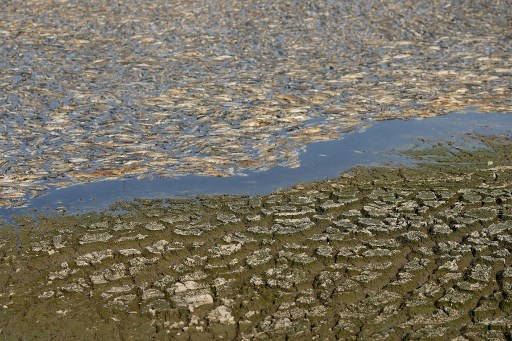 Gambar menunjukkan warga mengarungi dan berperahu melintasi waduk Song May seluas 300 hektar, dengan air hampir tidak terlihat di bawah selimut kehidupan laut yang mati. Menurut laporan media, daerah tersebut tidak mengalami hujan selama berminggu-minggu, dan air di waduk terlalu rendah sehingga makhluk tersebut tidak dapat bertahan hidup.