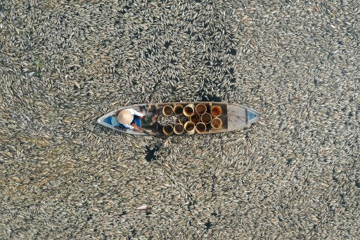 Ratusan ton ikan mati di sebuah waduk di Provinsi Dong Nai, Vietnam selatan, dan laporan penduduk setempat serta media menunjukkan bahwa gelombang panas yang parah dan pengelolaan danau adalah penyebabnya.