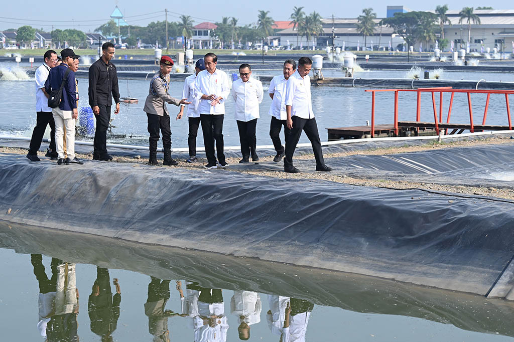 Presiden pun menegaskan pentingnya memanfaatkan potensi tersebut dengan mengalihfungsikan tambak udang yang sudah tidak produktif menjadi tambak ikan nila. Presiden juga mengapresiasi langkah Kementerian Kelautan dan Perikanan (KKP) yang terlebih dahulu membuat model untuk mengetahui manfaat yang akan dihasilkan.